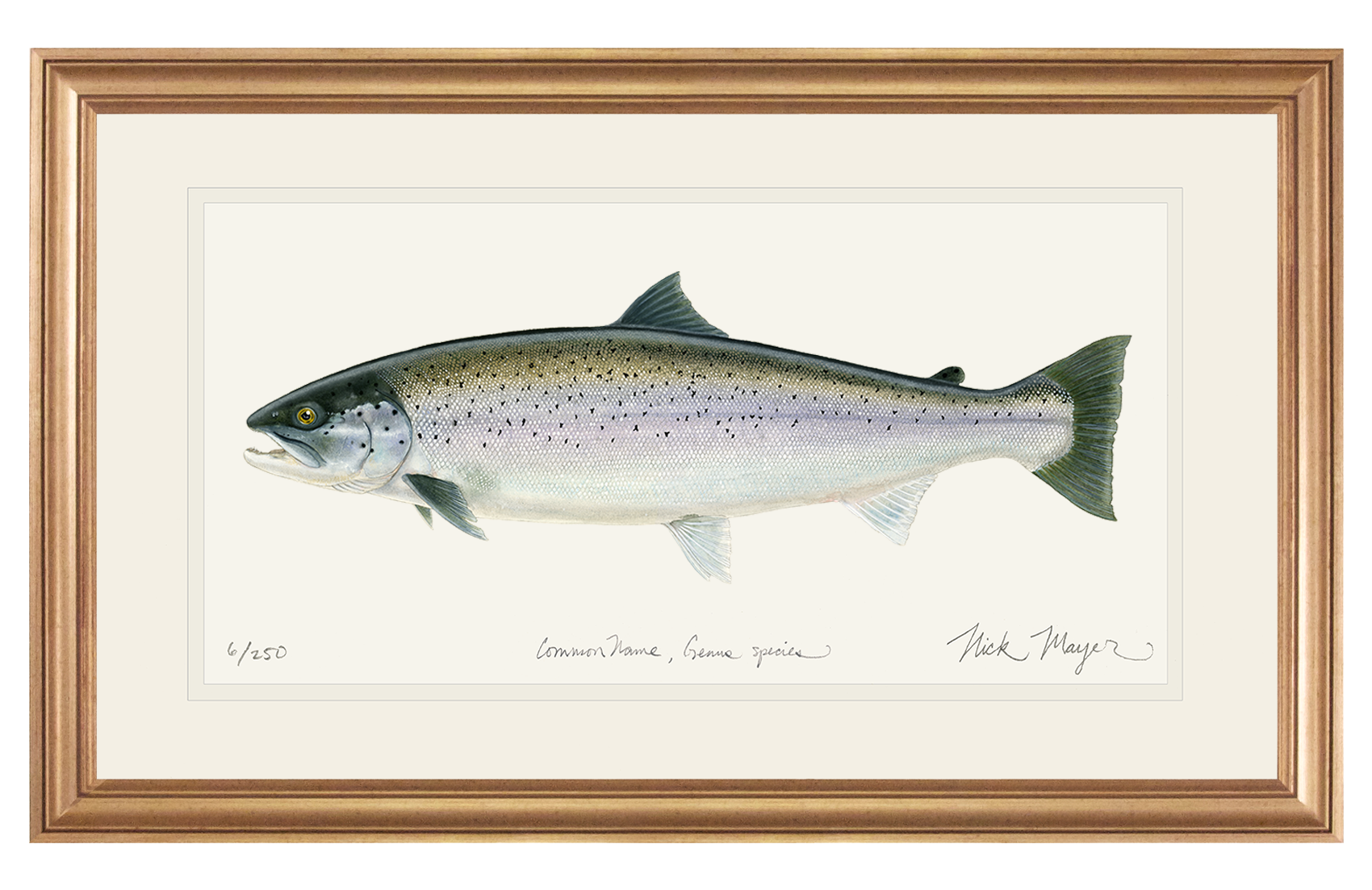 Sea Run Brown Trout Limited Edition Print