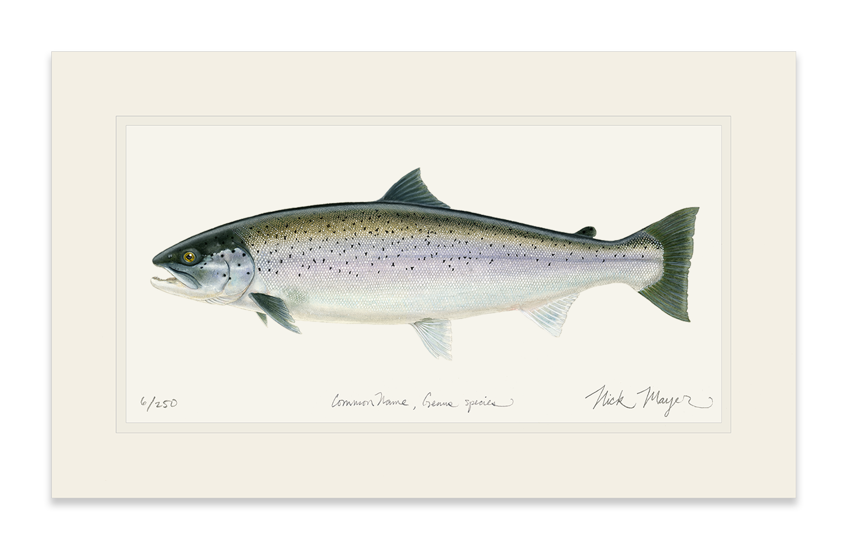 Sea Run Brown Trout Limited Edition Print