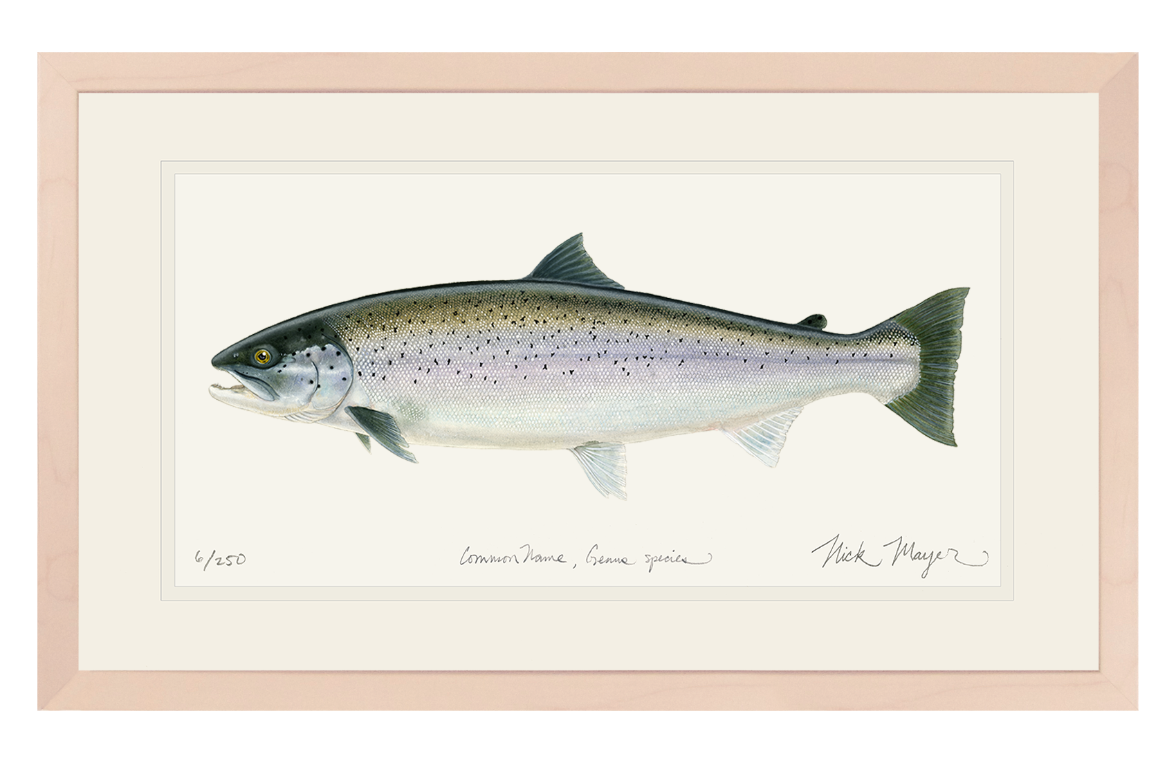 Sea Run Brown Trout Limited Edition Print