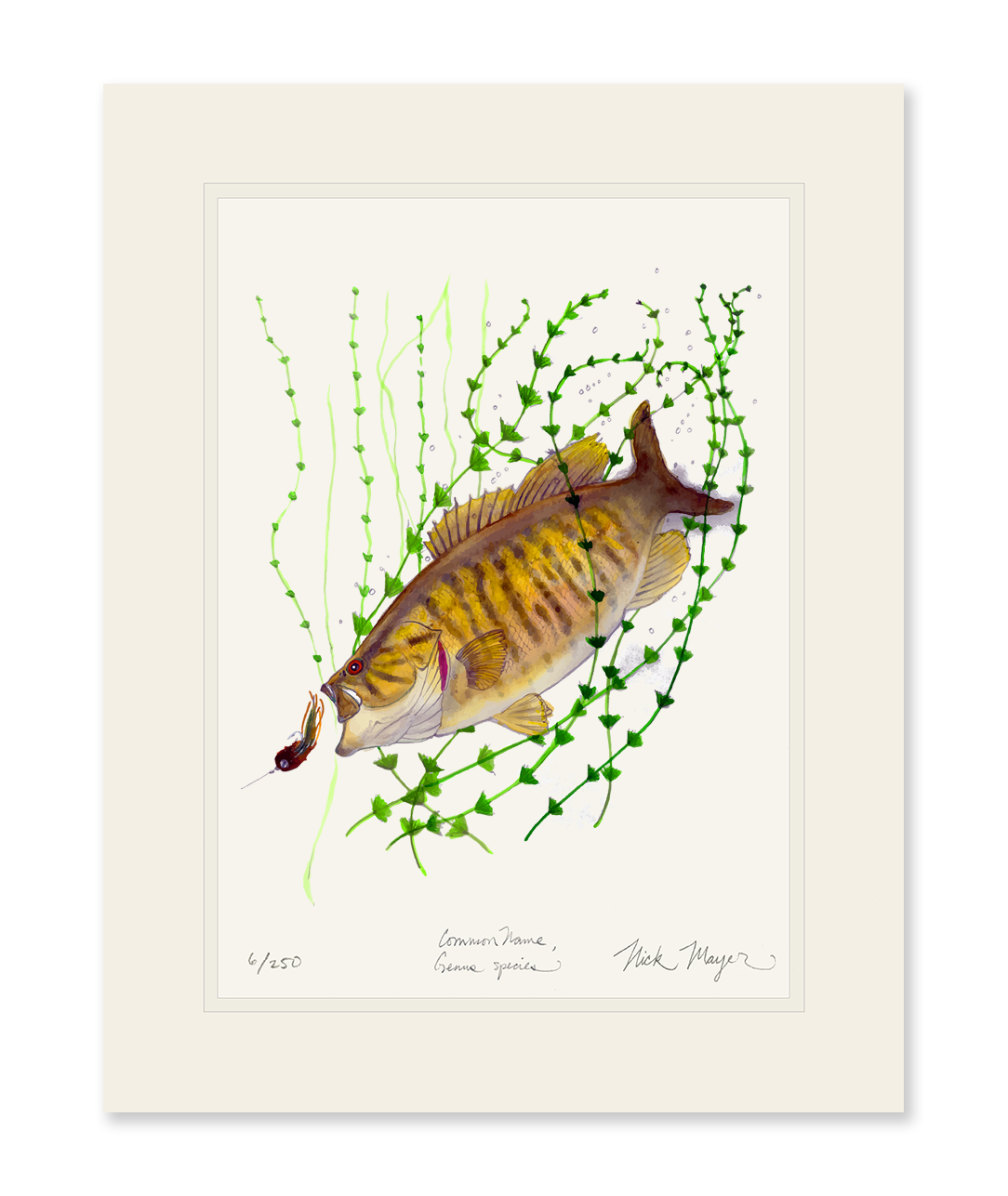 Smallmouth Bass Limited Edition Print