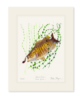 Smallmouth Bass Print