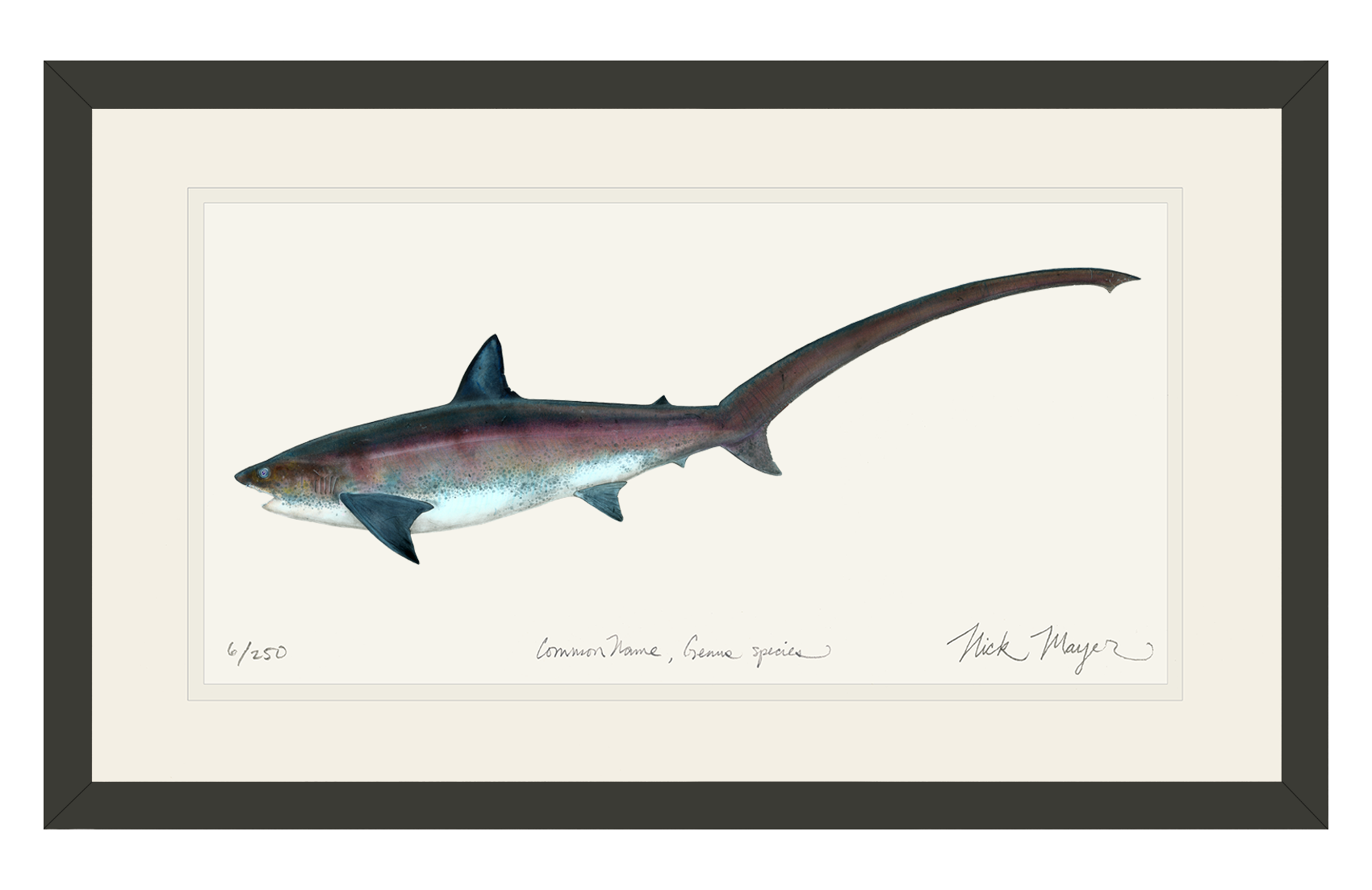 Thresher Shark Limited Edition Print