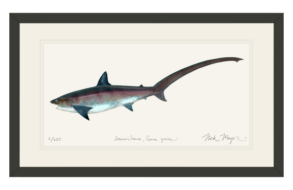 Experience the thrill of the ocean with our Thresher Shark Print