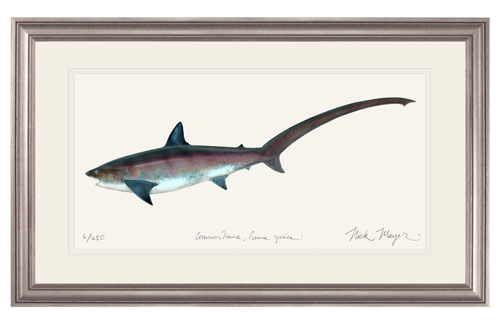 Thresher Shark Limited Edition Print