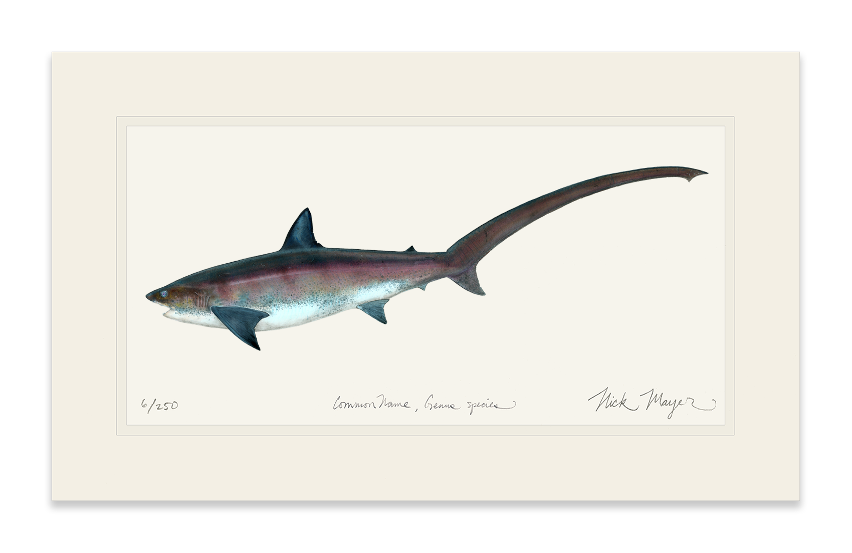 Thresher Shark Limited Edition Print