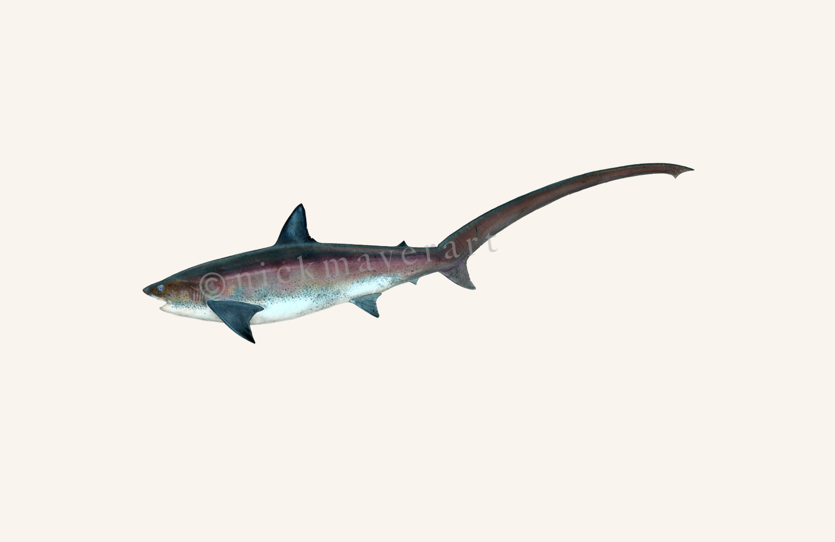 Thresher Shark Limited Edition Print