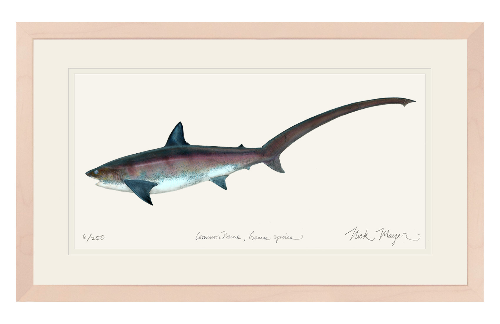 Thresher Shark Limited Edition Print