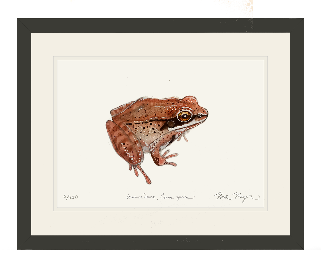 NEW Wood Frog Limited Edition Print