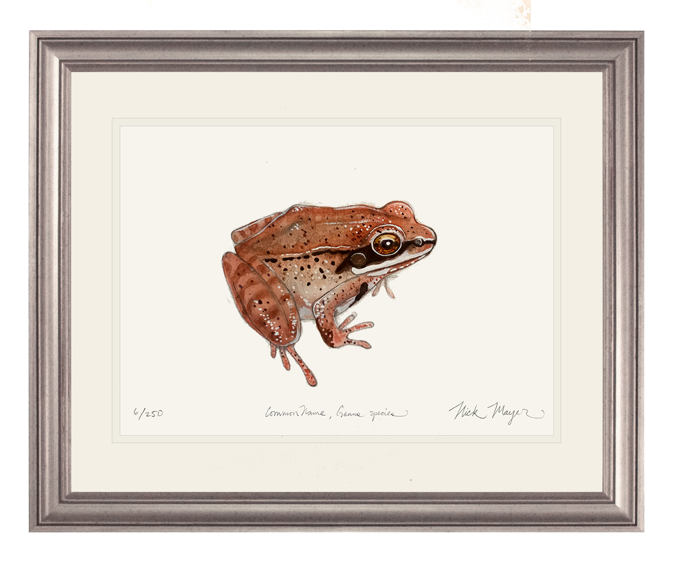 NEW Wood Frog Limited Edition Print