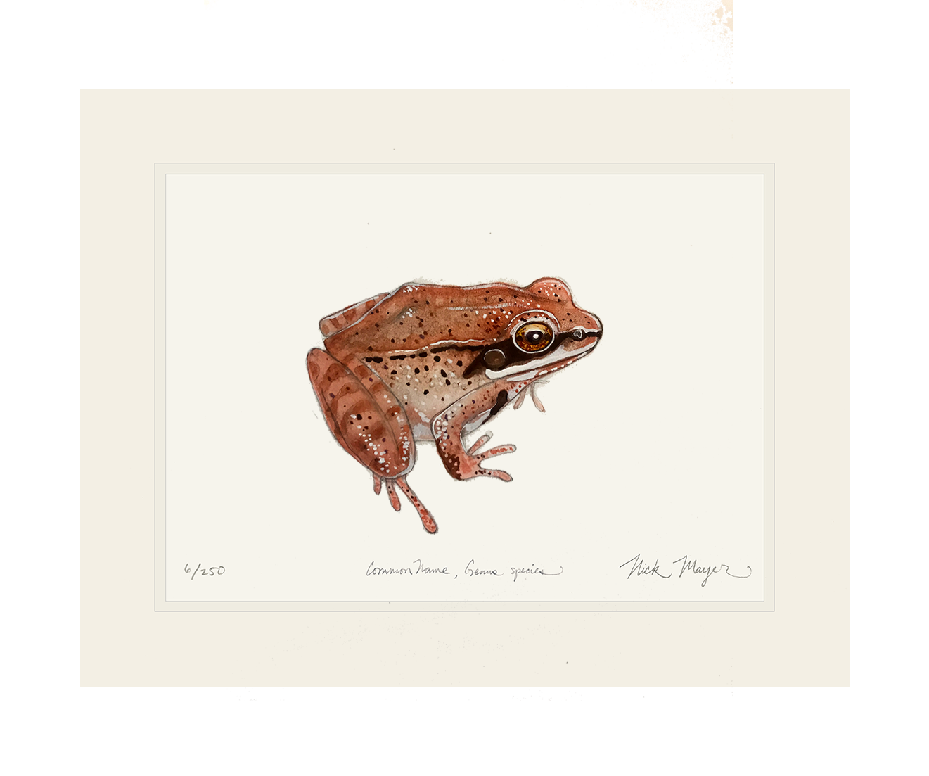 NEW Wood Frog Limited Edition Print