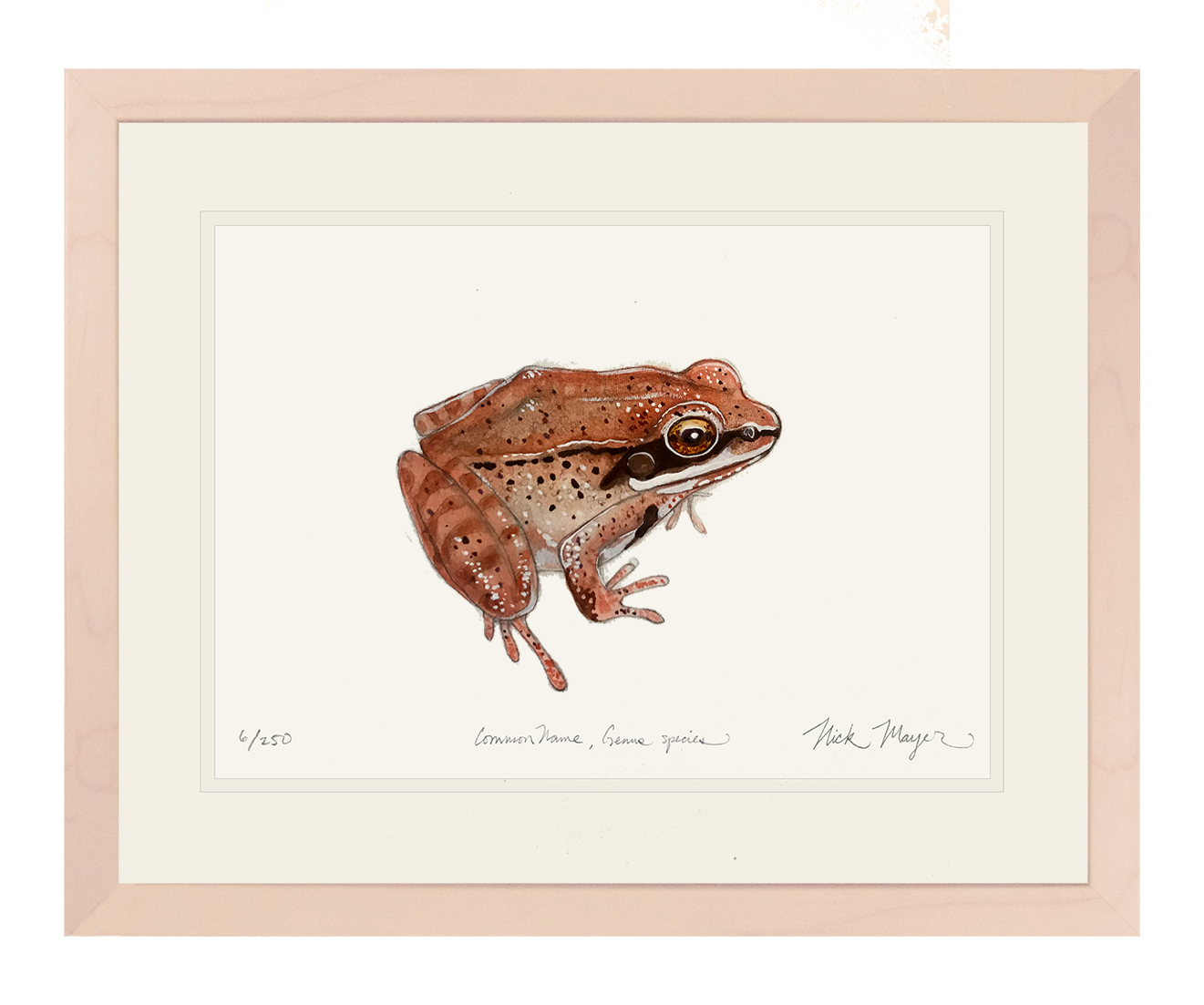 NEW Wood Frog Limited Edition Print